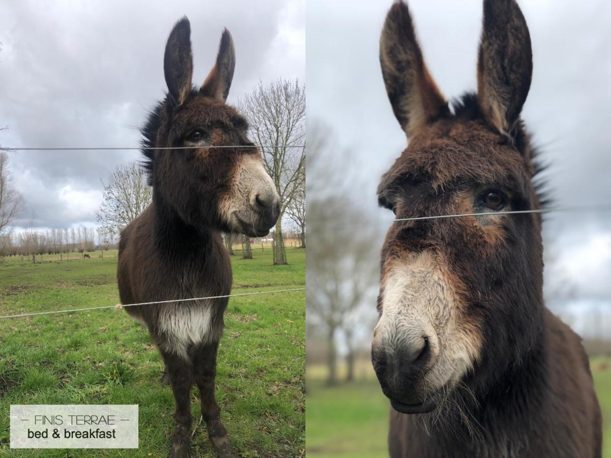 Appartement Aan Puyenbroeck Wachtebeke Luaran gambar